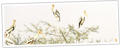 Painted Stroke on The Tree