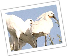 spoonbills on the tree