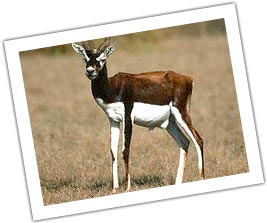 Black Buck