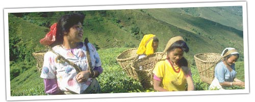 Tea Harvester in Darjeeling