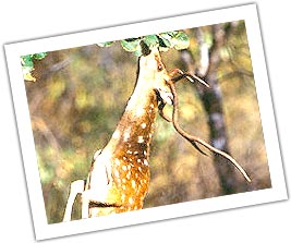chital deer