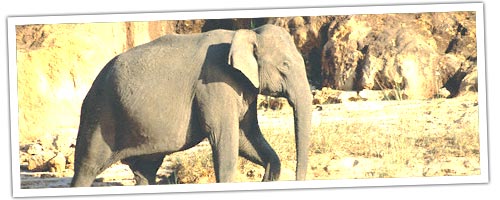 Indian Elephant