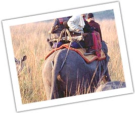 Tourist Gazing at a elephant