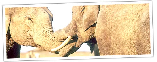 Elephant in Bandipur