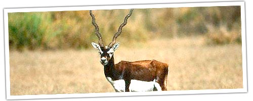 Blackbuck in Kanha national park