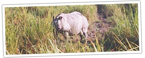 A animal  in Kaziranga