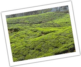 Tea-field-munnar