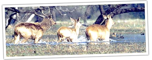 sambar in Ranthambore
