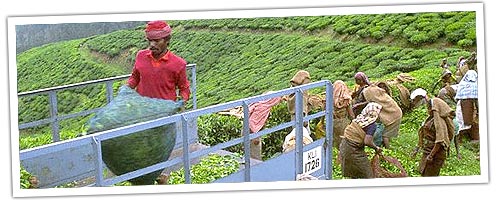 Tea Peaker in Munnar
