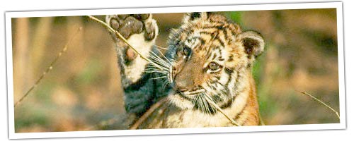 Tiger in corbet National park