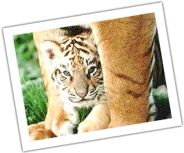 Tiger's baby