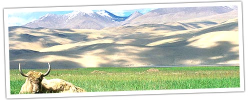 Yak in Himalayan  meadow